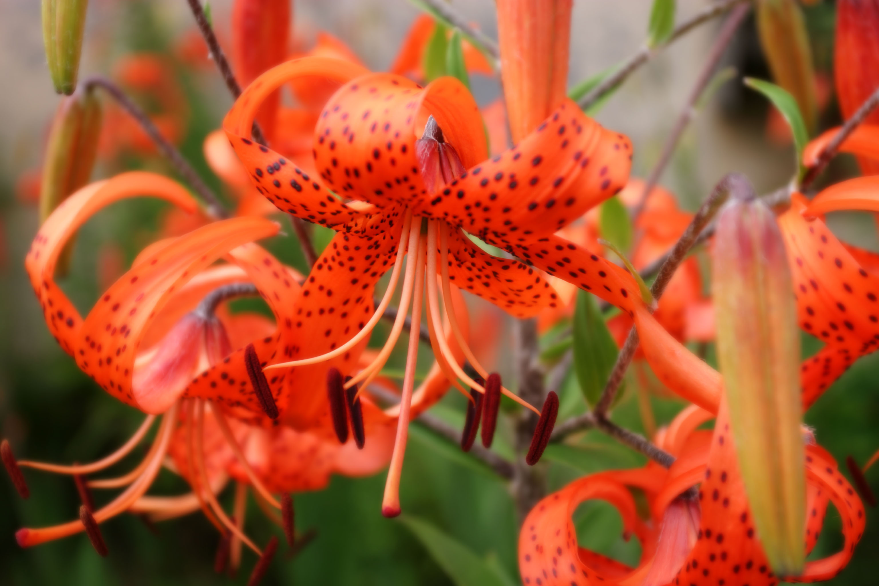 Yun Free Stock Photos No. 1425 Tiger lily flowers [Japan / Rebun Island]