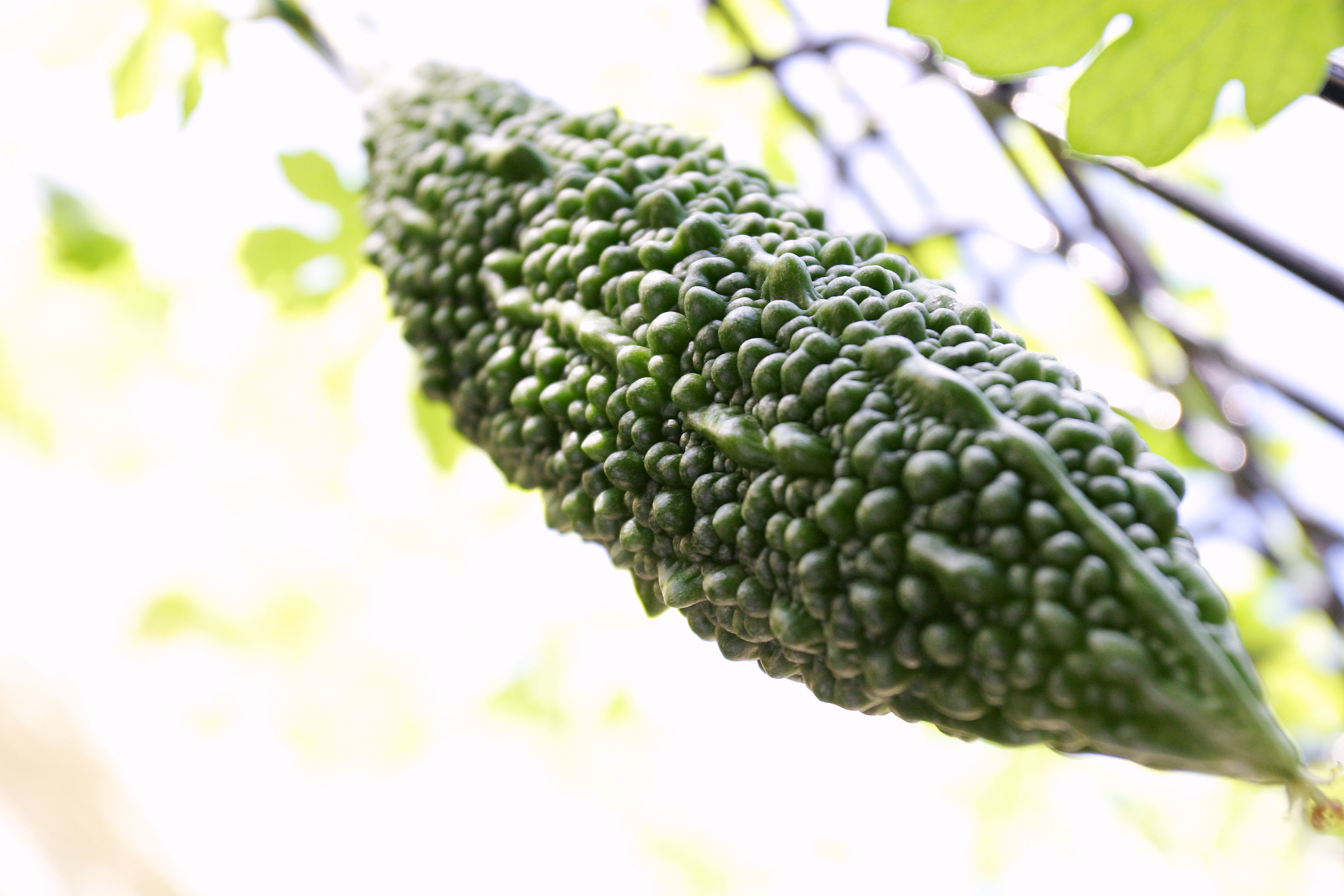 Yun Free Stock Photos No. 1532 Bitter gourd [Japan / Tokyo]