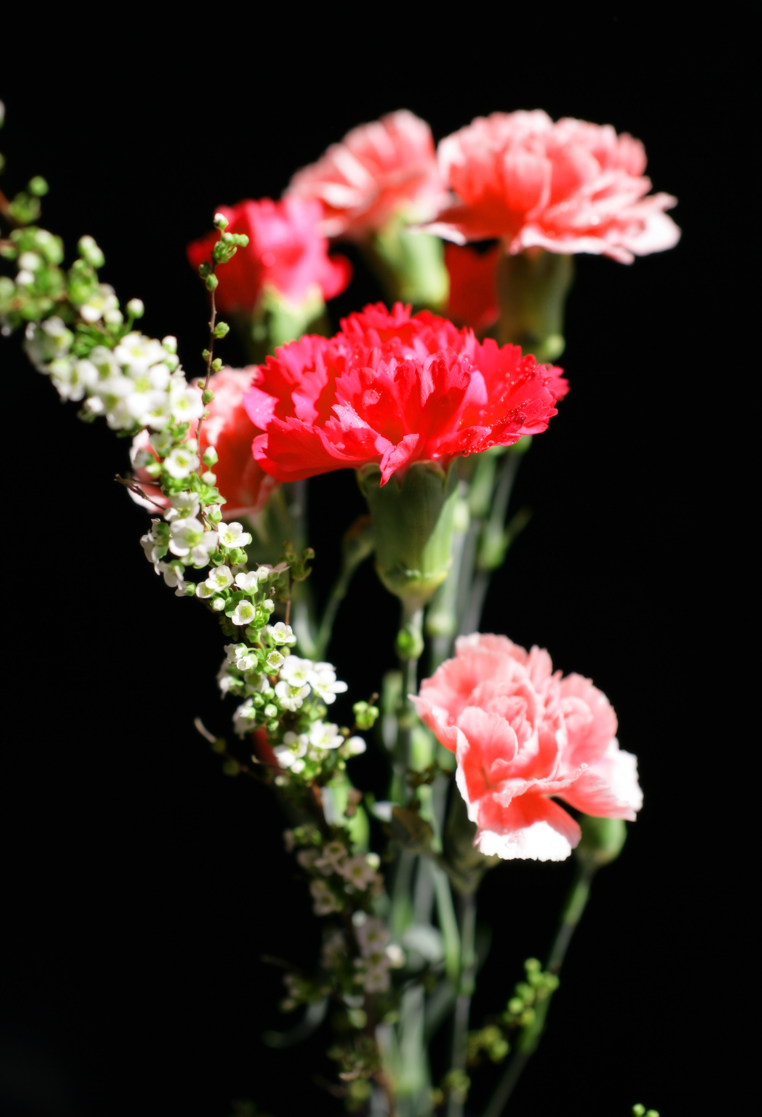 Yun Free Stock Photos No. 2472 A bouquet of a carnation [Japan / Tokyo]
