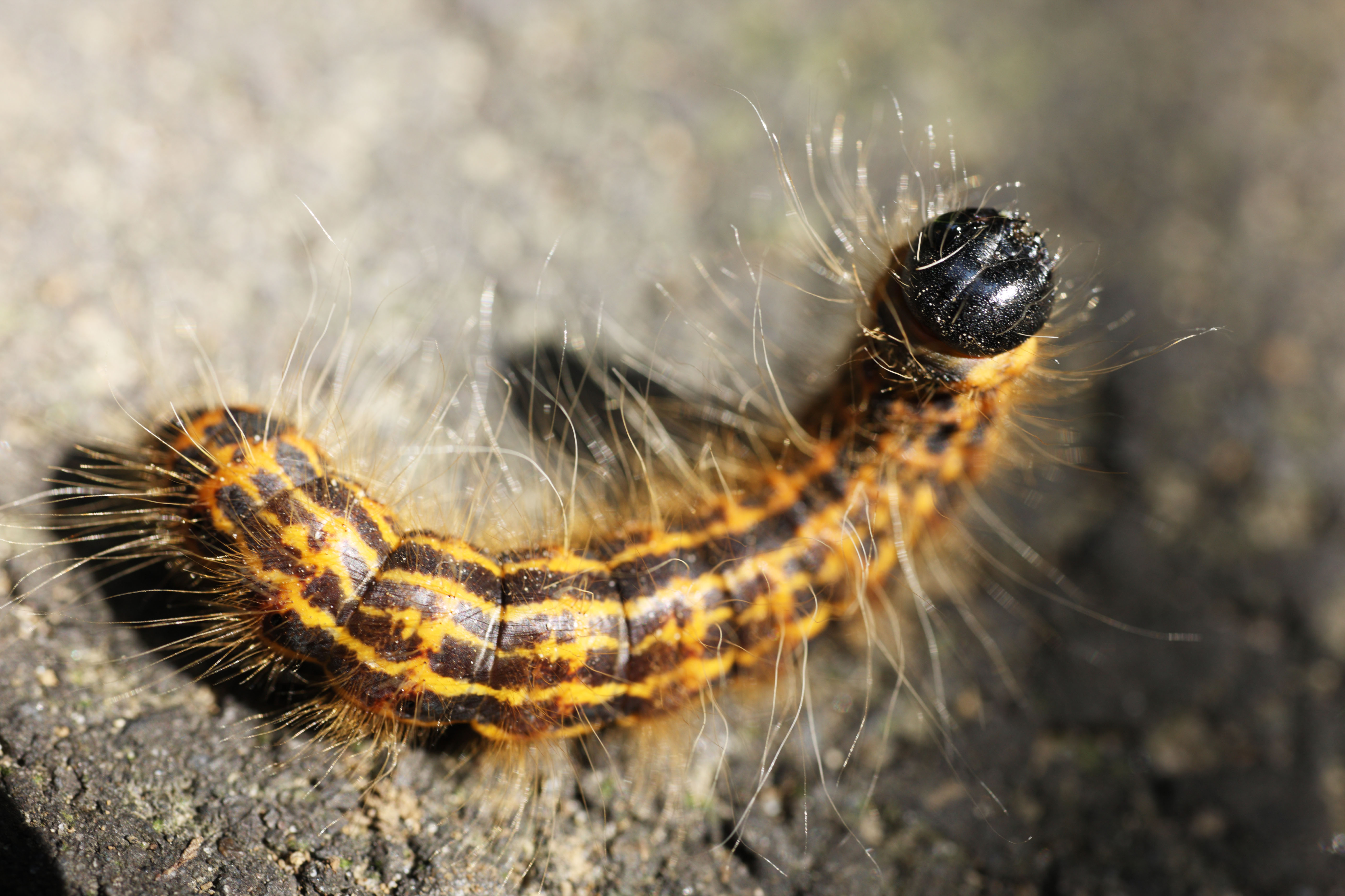 Yun Free Stock Photos No. 6534 A hairy caterpillar [Japan / Tokyo]