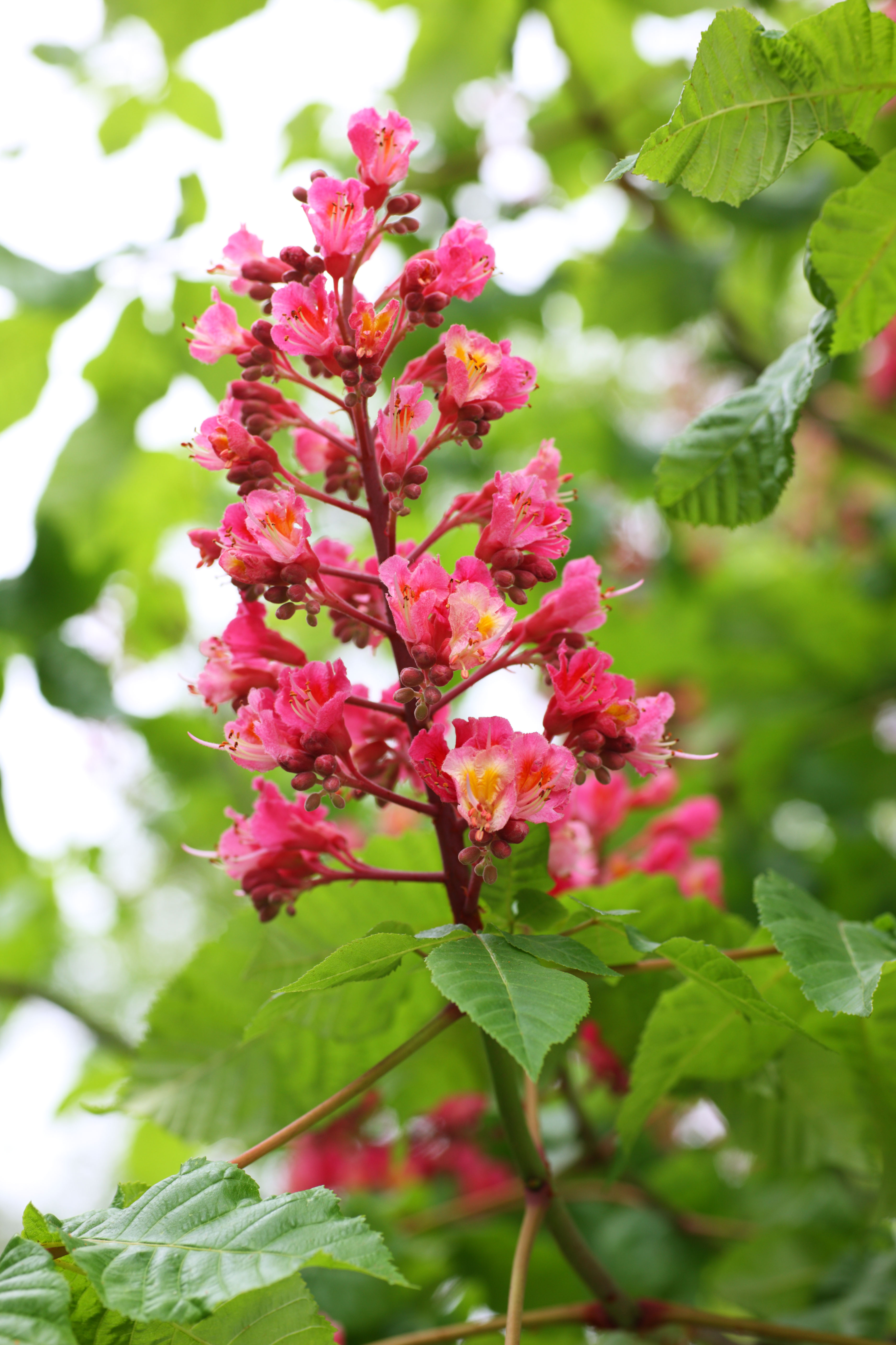 Yun Free Stock Photos No. 7791 The flower of the horse chestnut tree