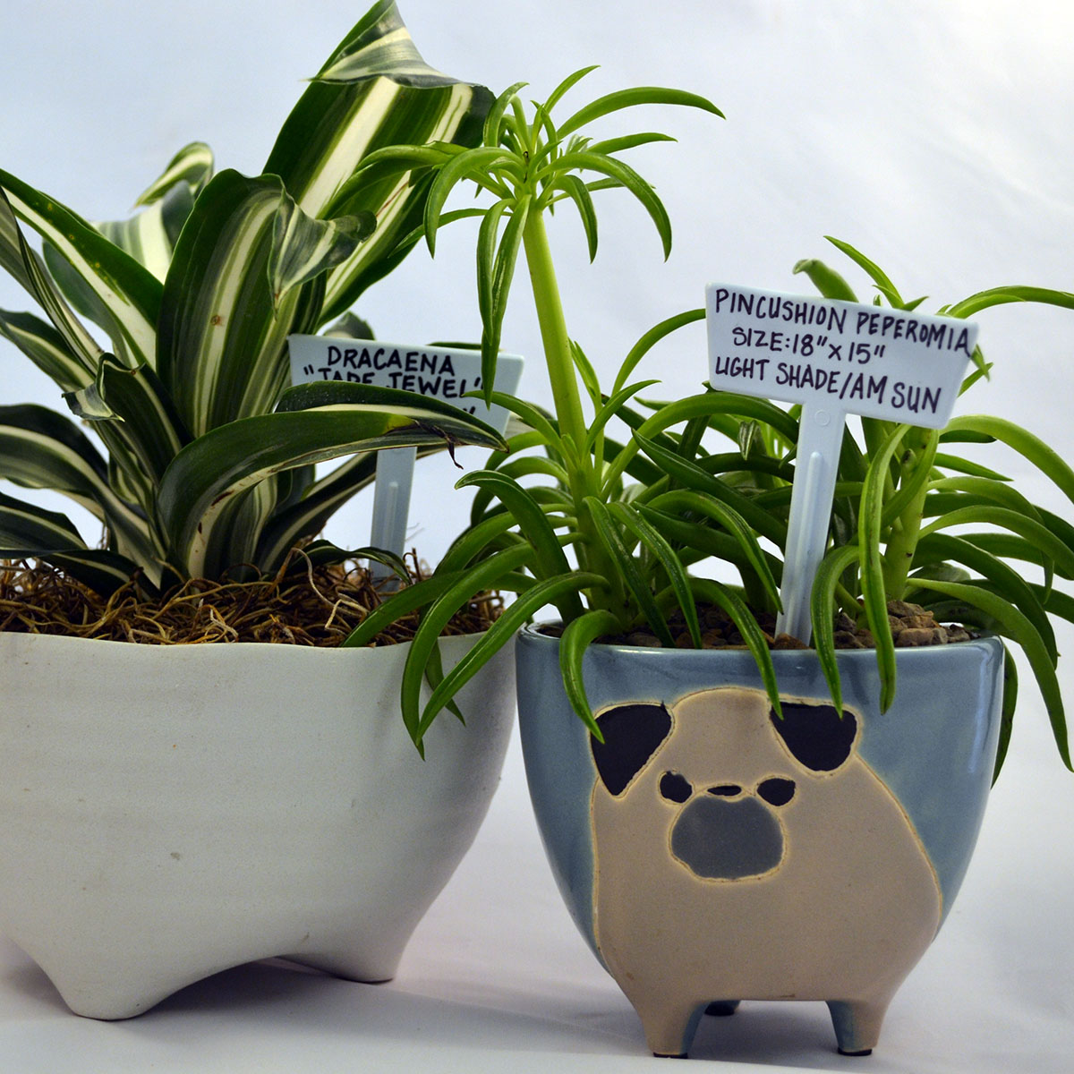 Potting Services The Natural Gardener