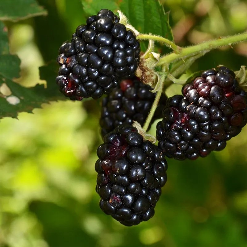 Blackberries The Natural Gardener