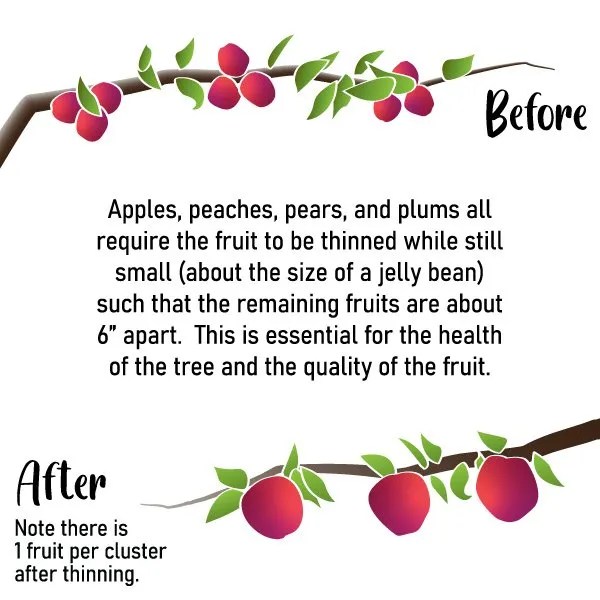 Pears The Natural Gardener