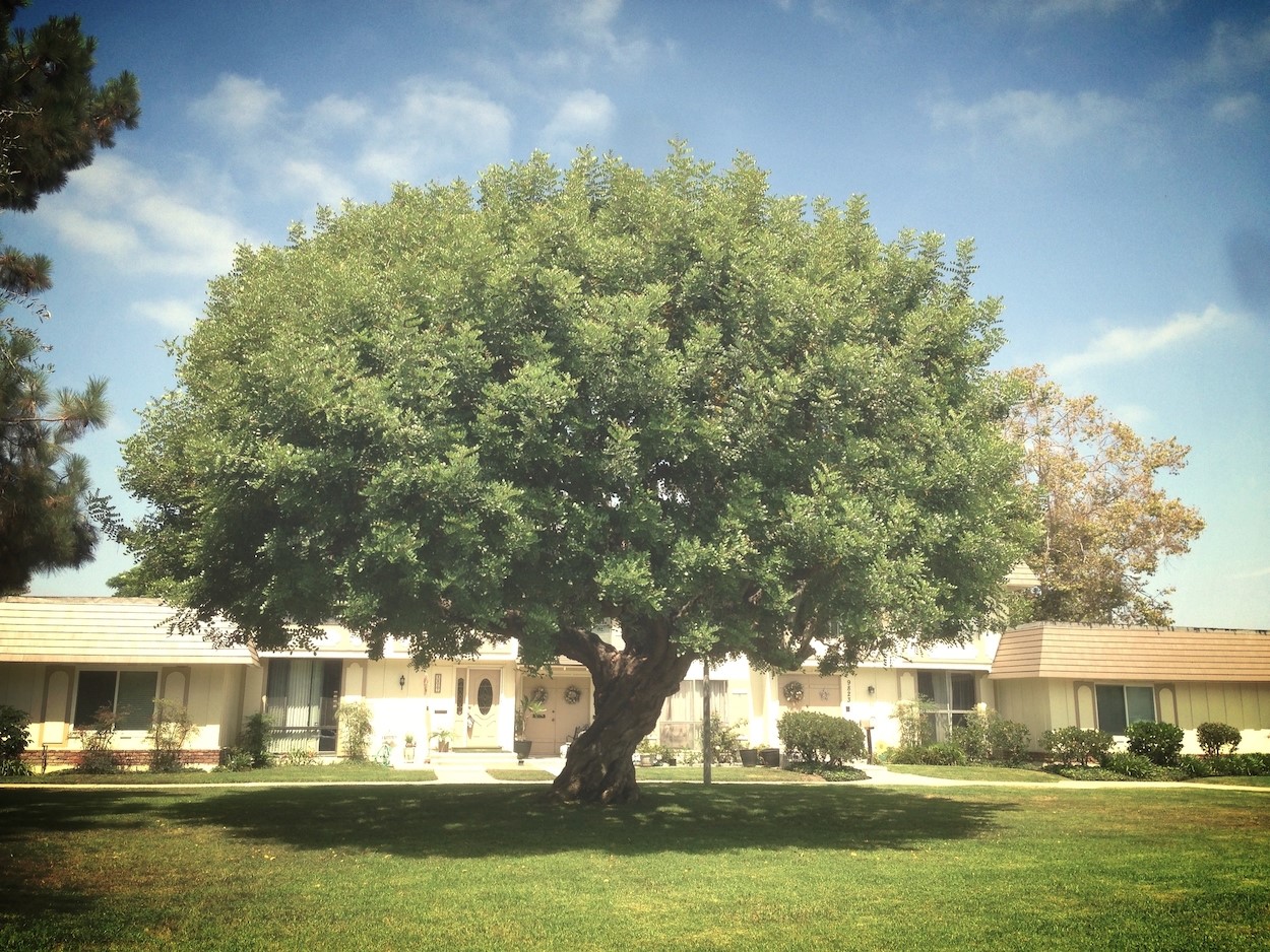 Tanglewood North Home Owners Association Cypress CA Tanglewood