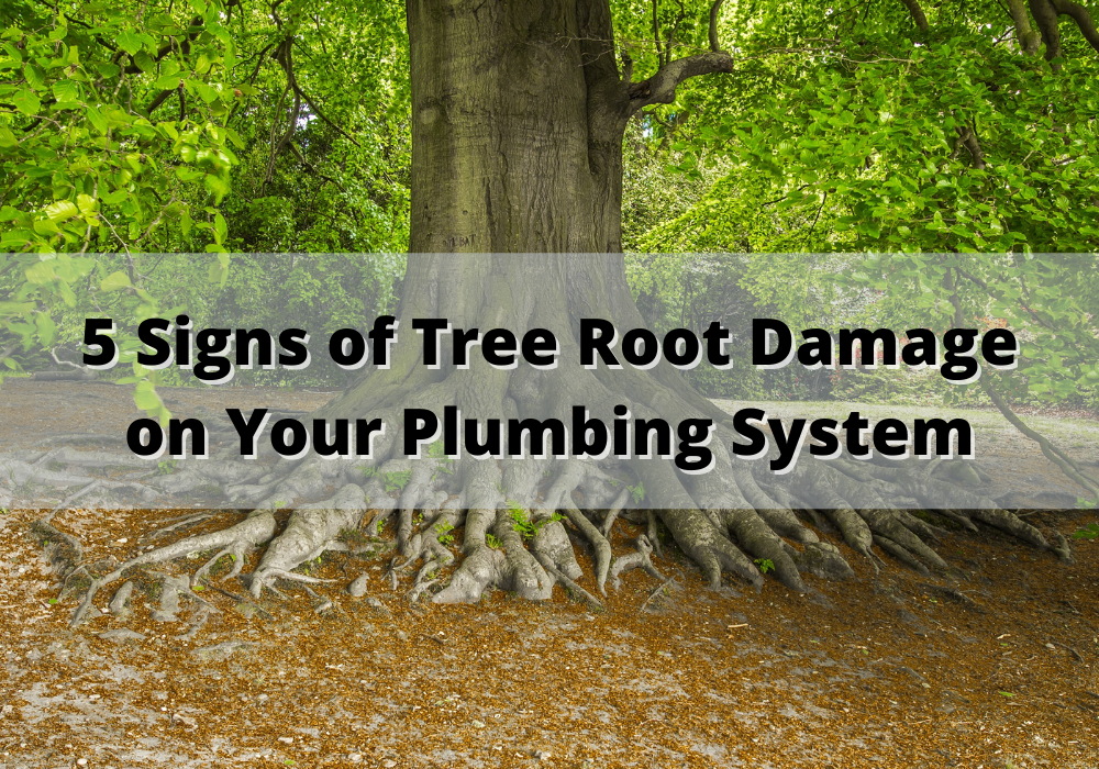 Are Tree Roots Causing Plumbing Issues? 5 Signs of Tree Root Damage to Watch Out For Plumbing