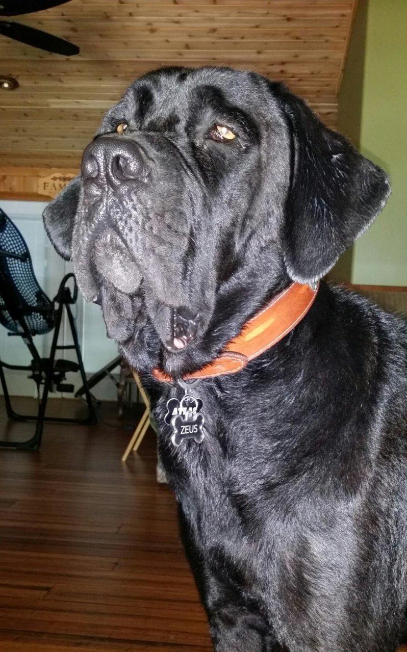 Who's got dogs? Post your pup! Page 44 Toyota Tundra Forum