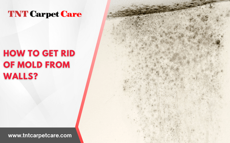 Can Mold Come Back After Remediation? Alpine, CA