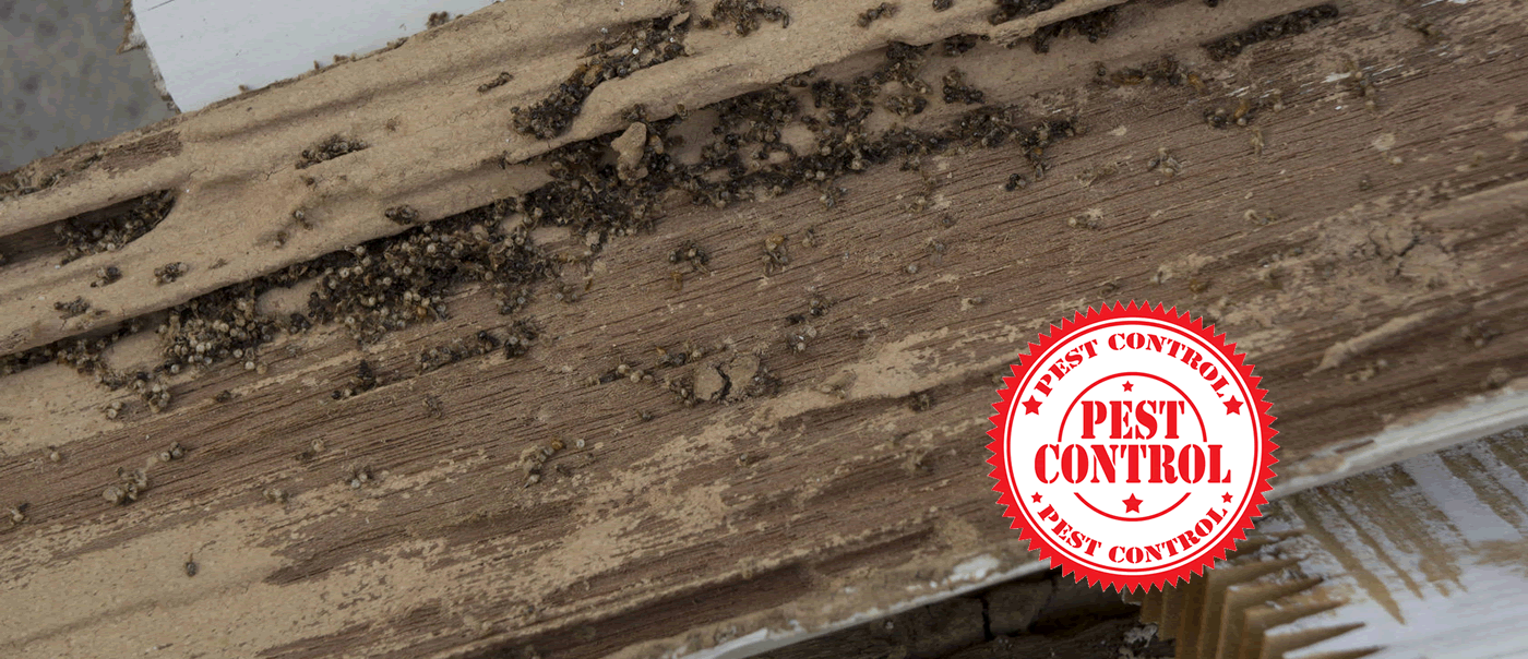 TNT Pest Control Inc.