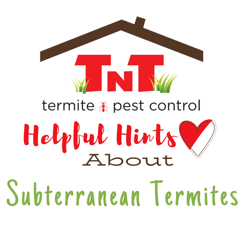 Home TNT Termite & Pest Control