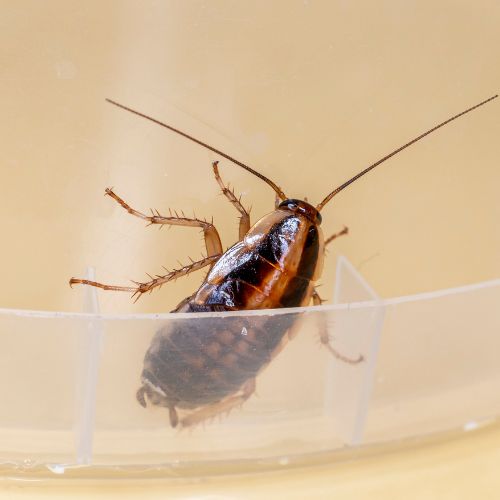 TNT Termite And Pest Control Valrico, FL & Surrounding Areas Call