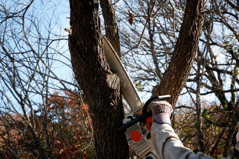 Services Tree Care and Services TNT Tree Service