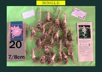 Order Tuberose Bulbs Single And Double Tuberoses
