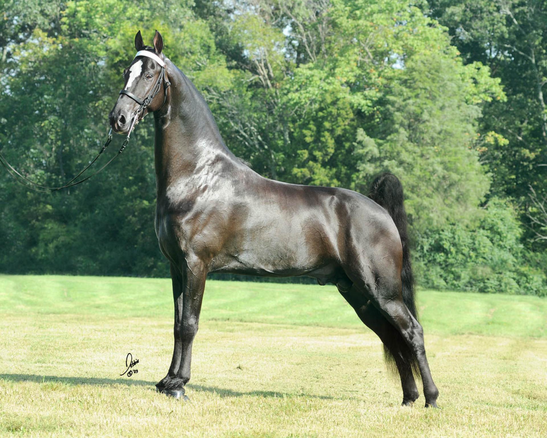 Saddle Brook Stables View Horses