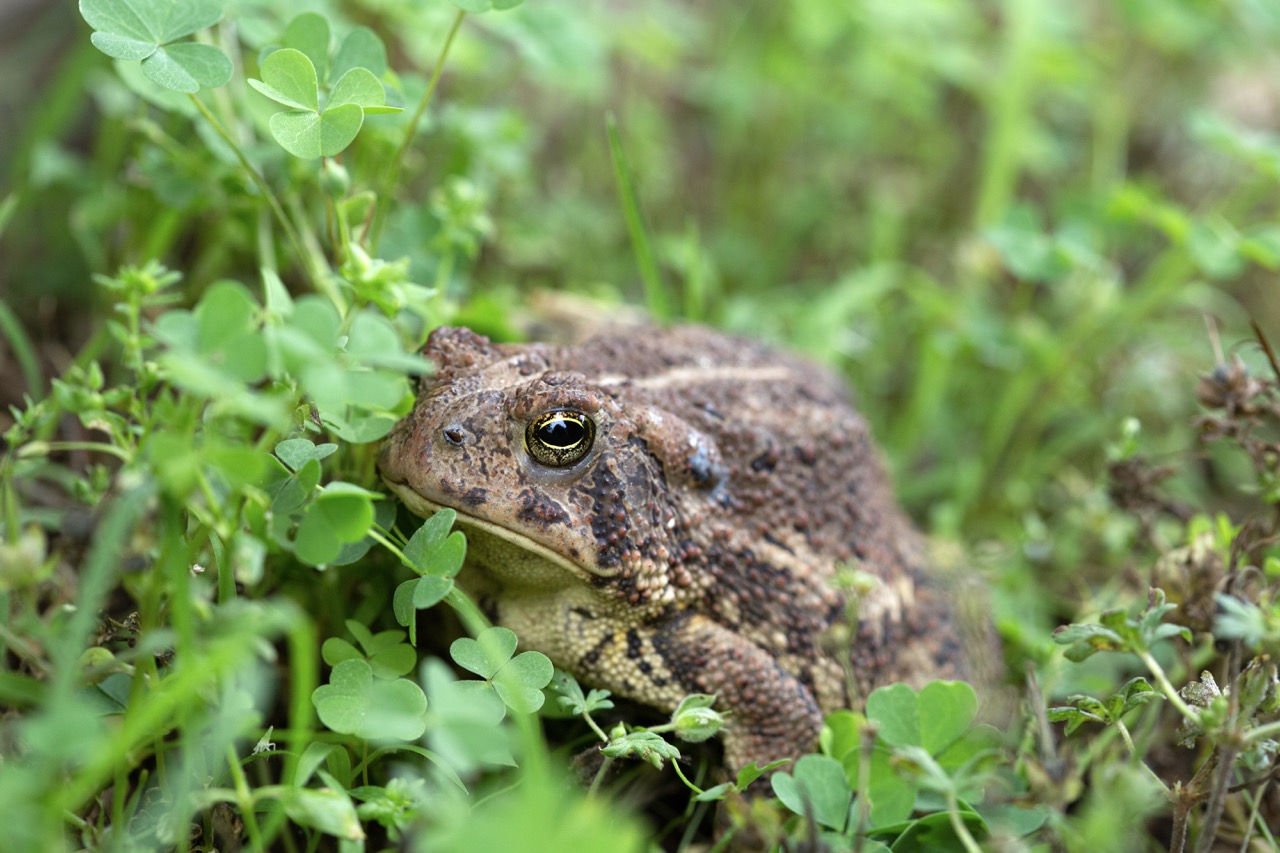Attract Toads and Frogs to the Garden Toad and Sage Garden