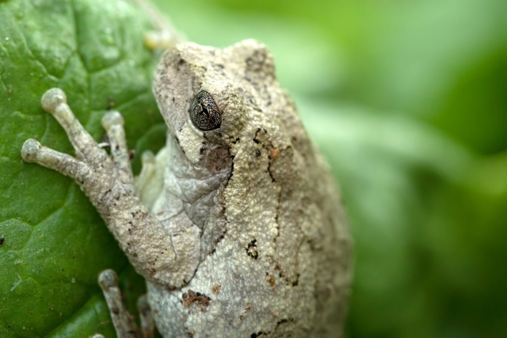 Attract Toads and Frogs to the Garden Toad and Sage Garden