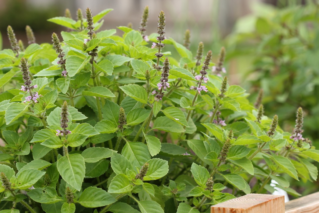Tulsi Basil Cultivating and Using this Sacred Herb Toad and Sage Garden