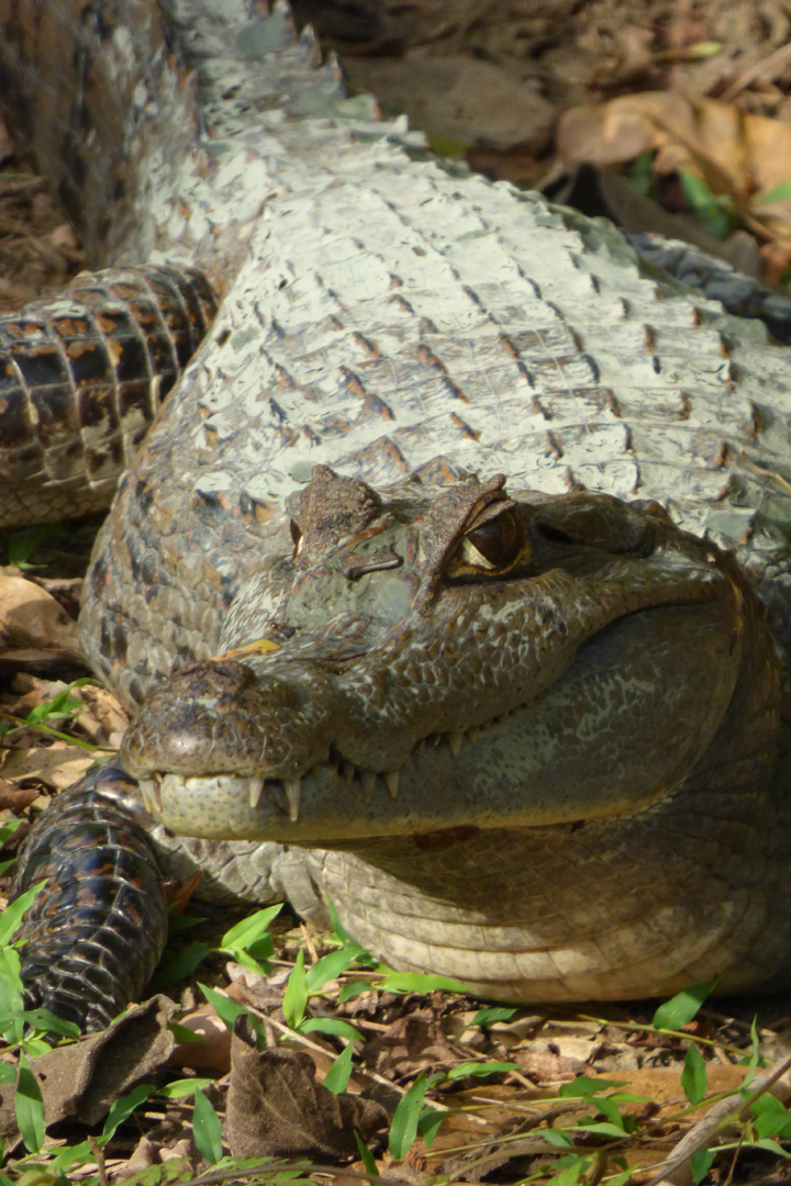 Spectacled Caiman
