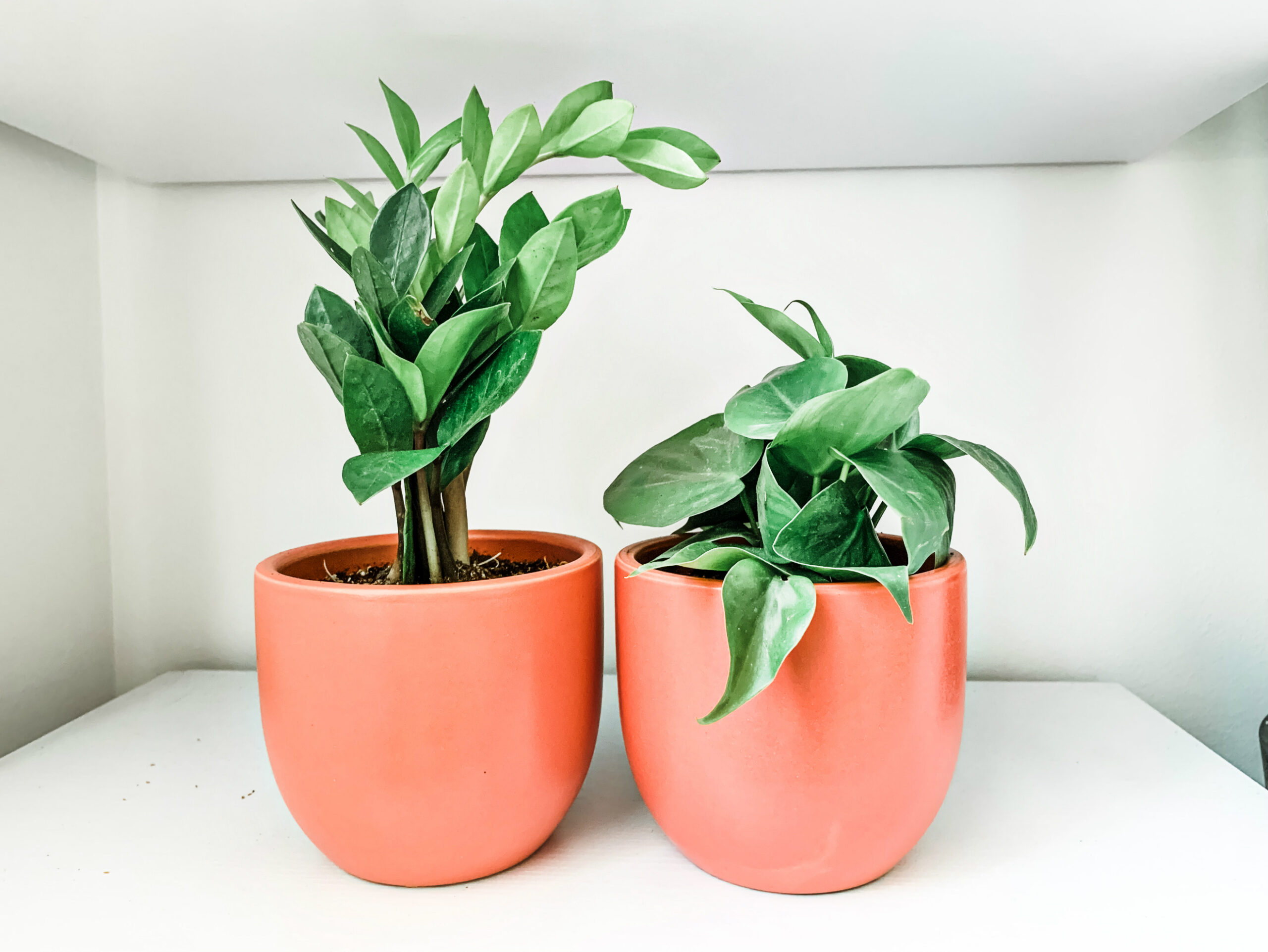 Green Thumb 101 My 1 Online Plant Resource To Be Bright