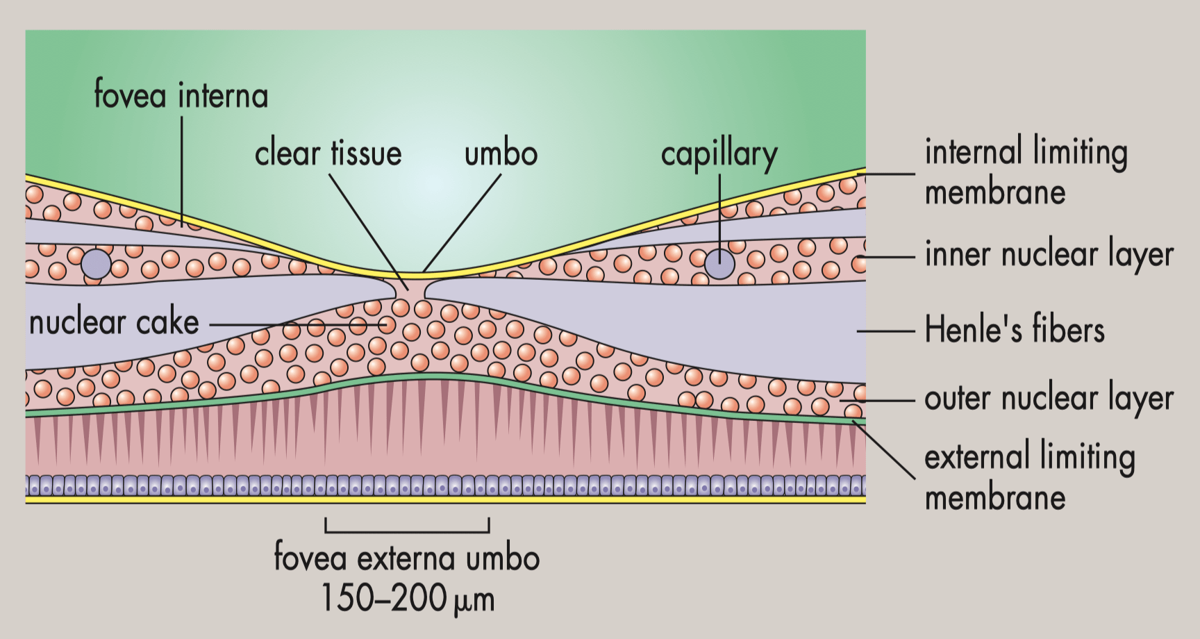 Fovea Centralis Histology
