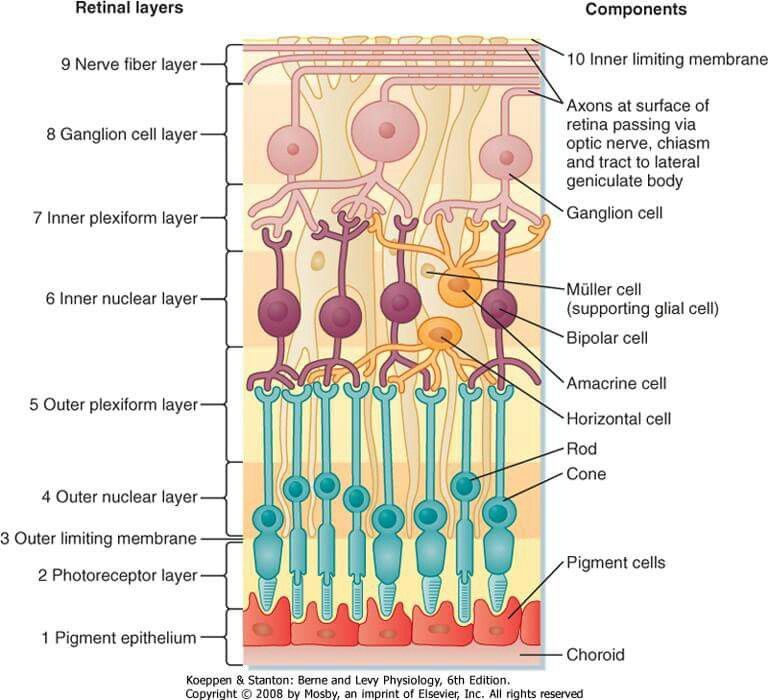 Different retinal layers in OCT