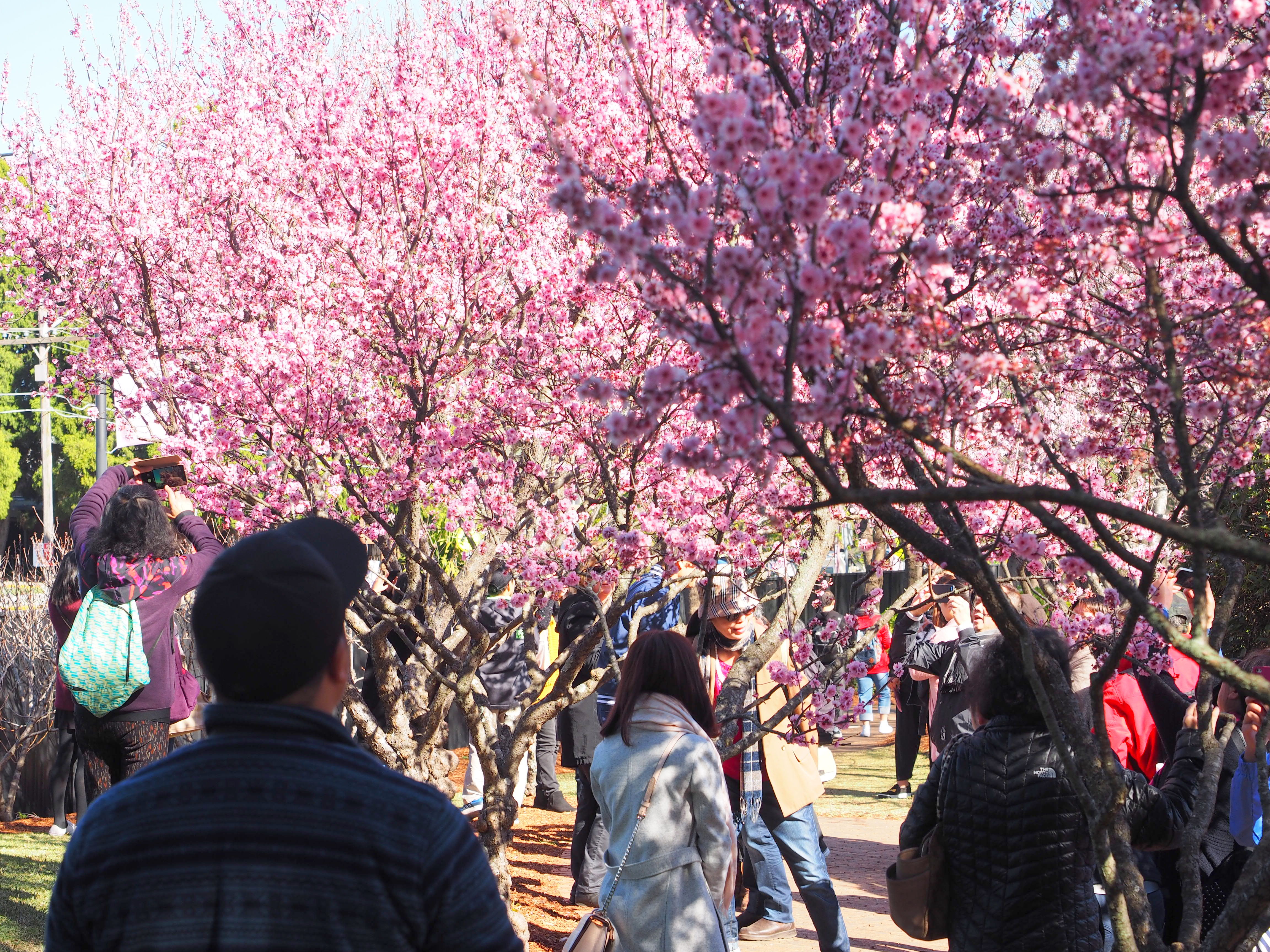 Tickets on sale for 2023 National Cherry Blossom.