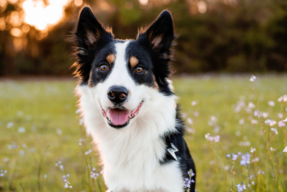 Tudo Sobre a Raça Border Collie Essa Raça é Incrível