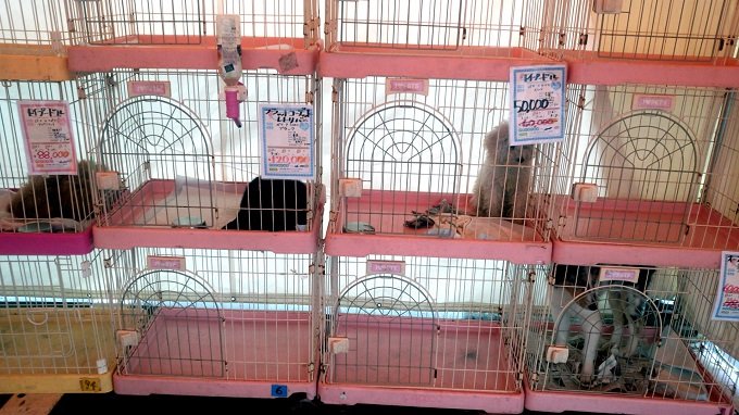 (2ページ目)ペット販売の“ドス黒い闇”を捉えた「激ヤバ証拠写真」を大量入手！ 動物虐待バレバレの様子に怒り… もはや犬猫を飼うことは悪