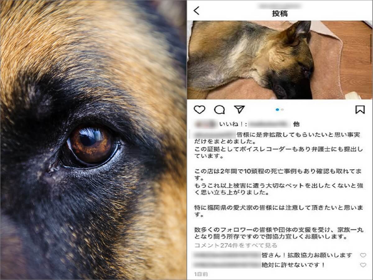 【動物虐待】「ペットトリマーに愛犬を殺された」事件の真相を取材!! “しつけ”で首絞め… 被害者の意味深発言と店の現状、録音証拠も!?ｰトカナ