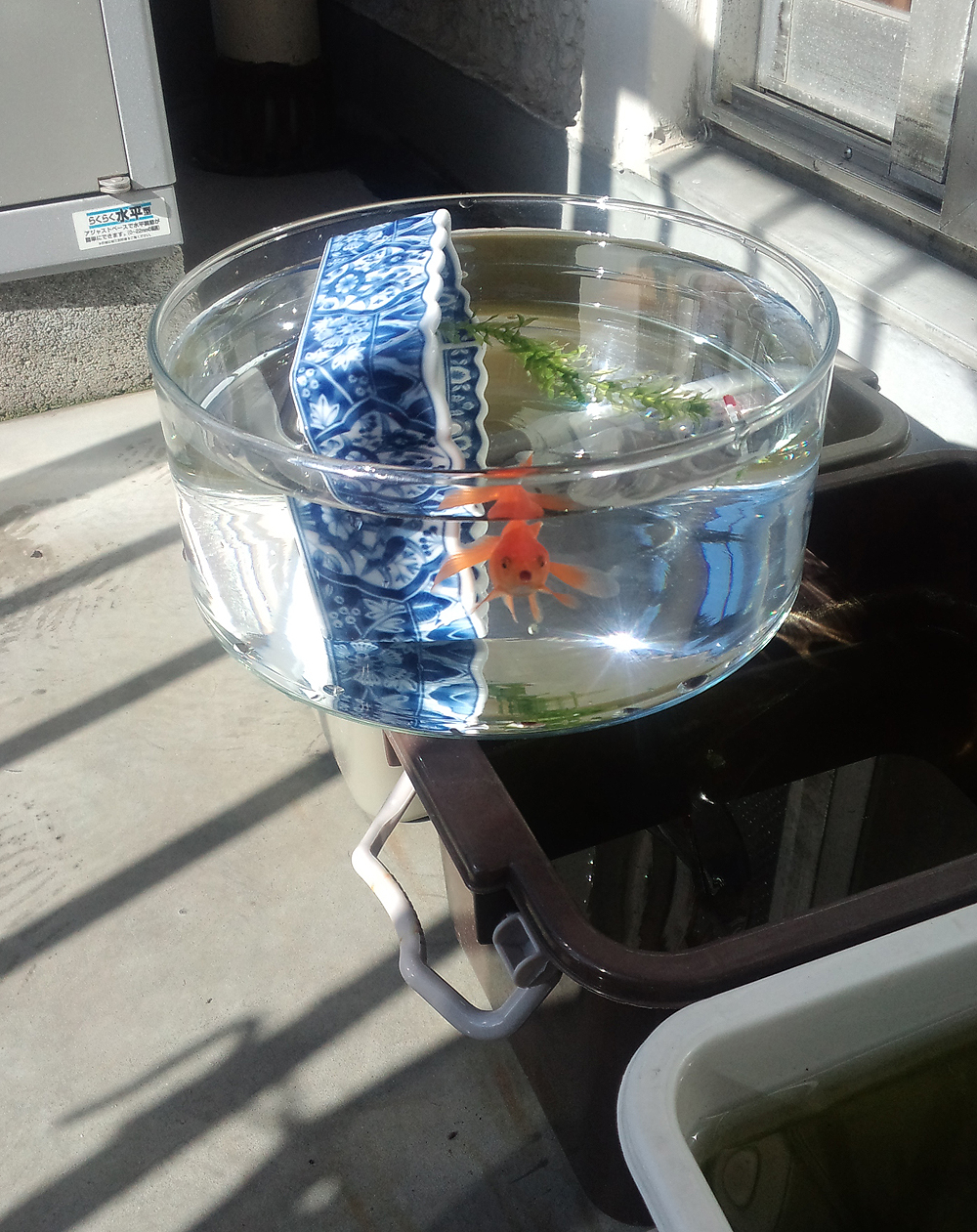 今日は外で金魚の水換え tockhouse