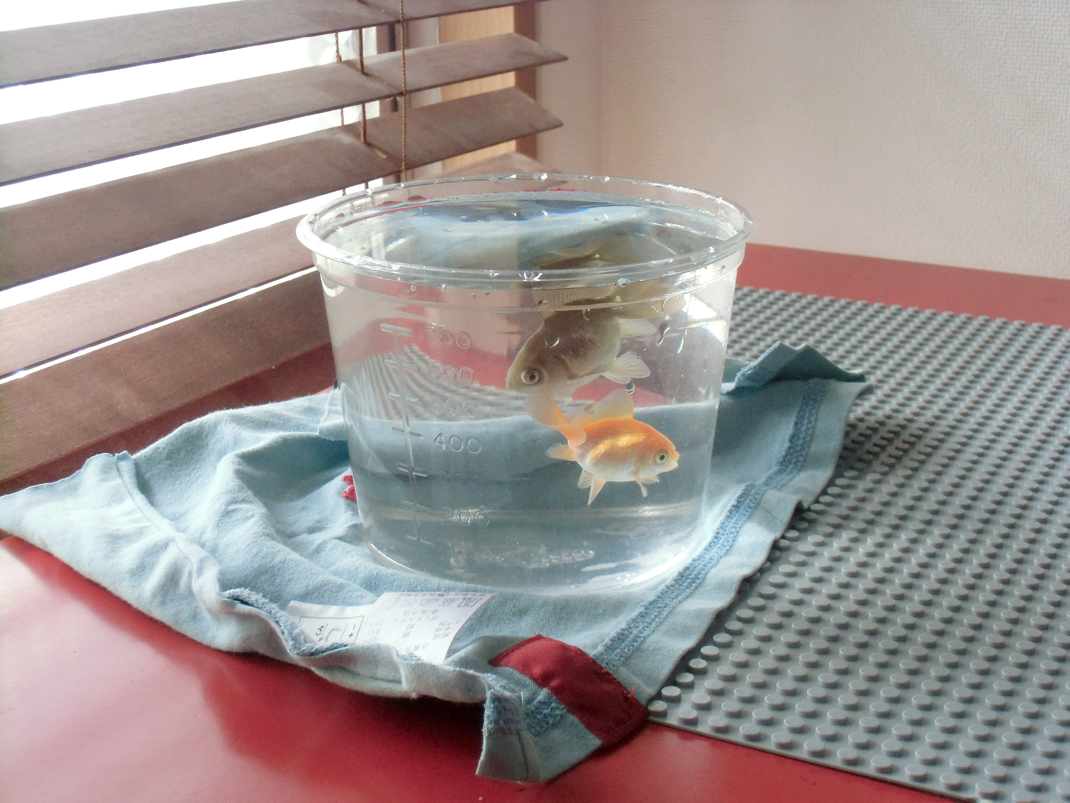 金魚、水換え中 tockhouse