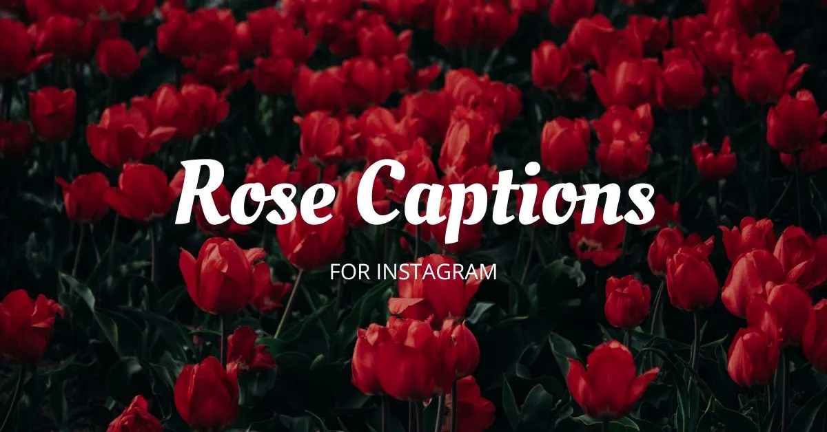 90 Rose Instagram Captions for Every Mood Trendy Floral Quotes