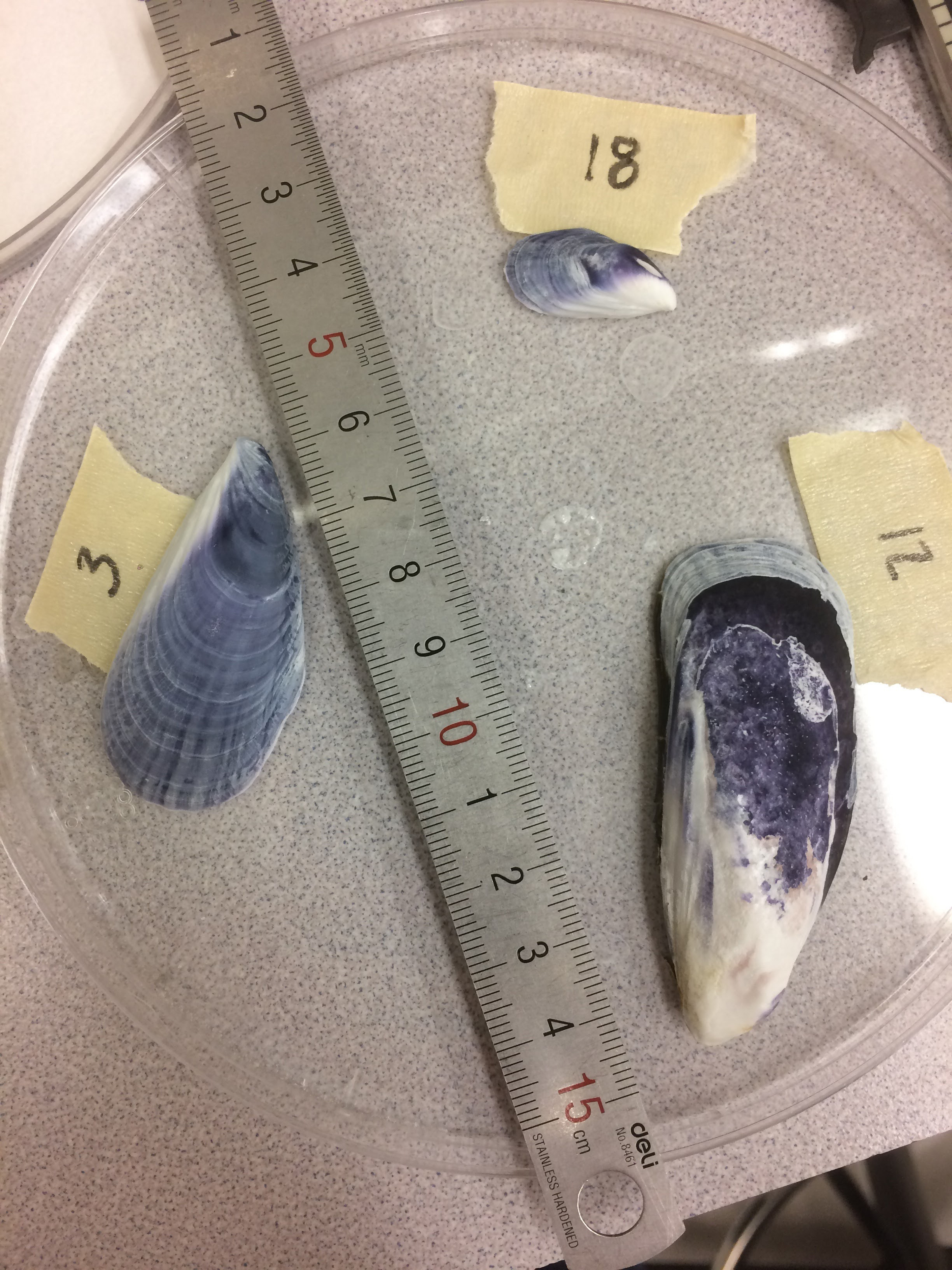 Ocean Acidification is Transforming California Mussel Shells