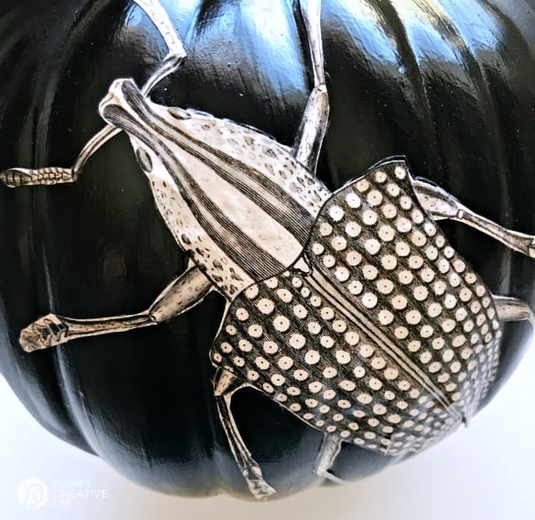Most Inspiring Pumpkin Bug Spray References