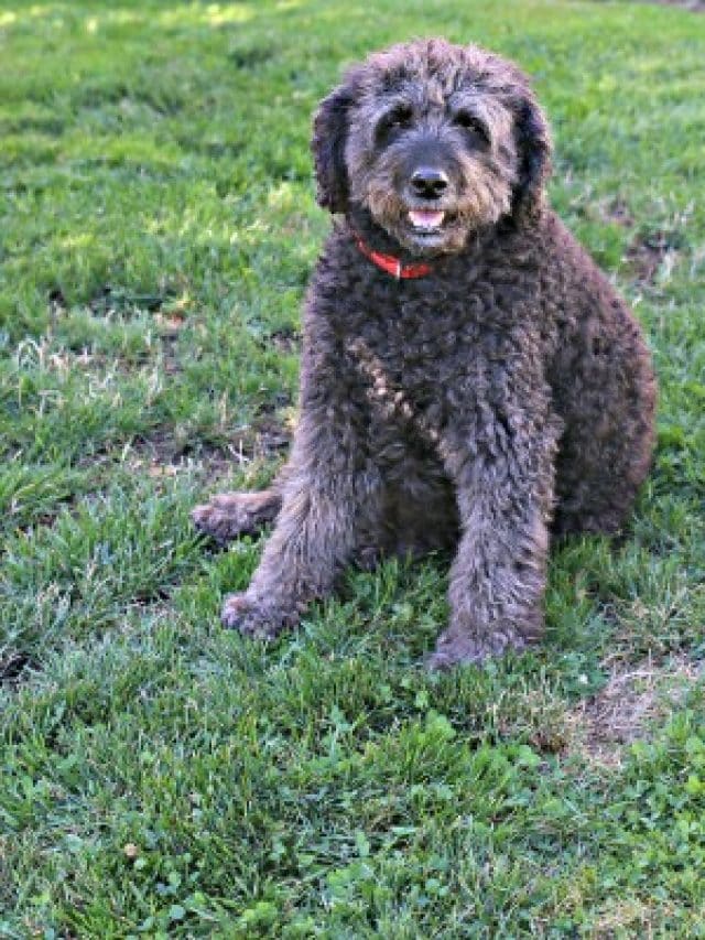 Best time to reseed lawn - Today's Creative Life