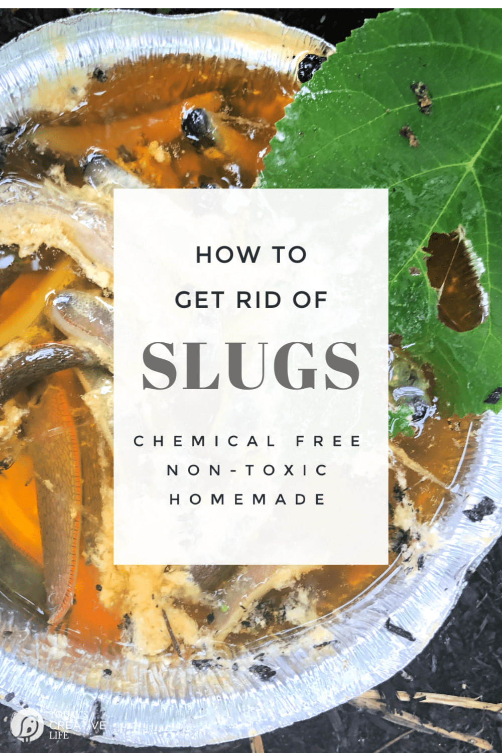 How to Get Rid of Slugs Today's Creative Life