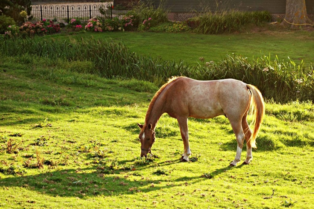 Top 5 Foods to Incorporate into Your Horse’s Diet Todays Equine