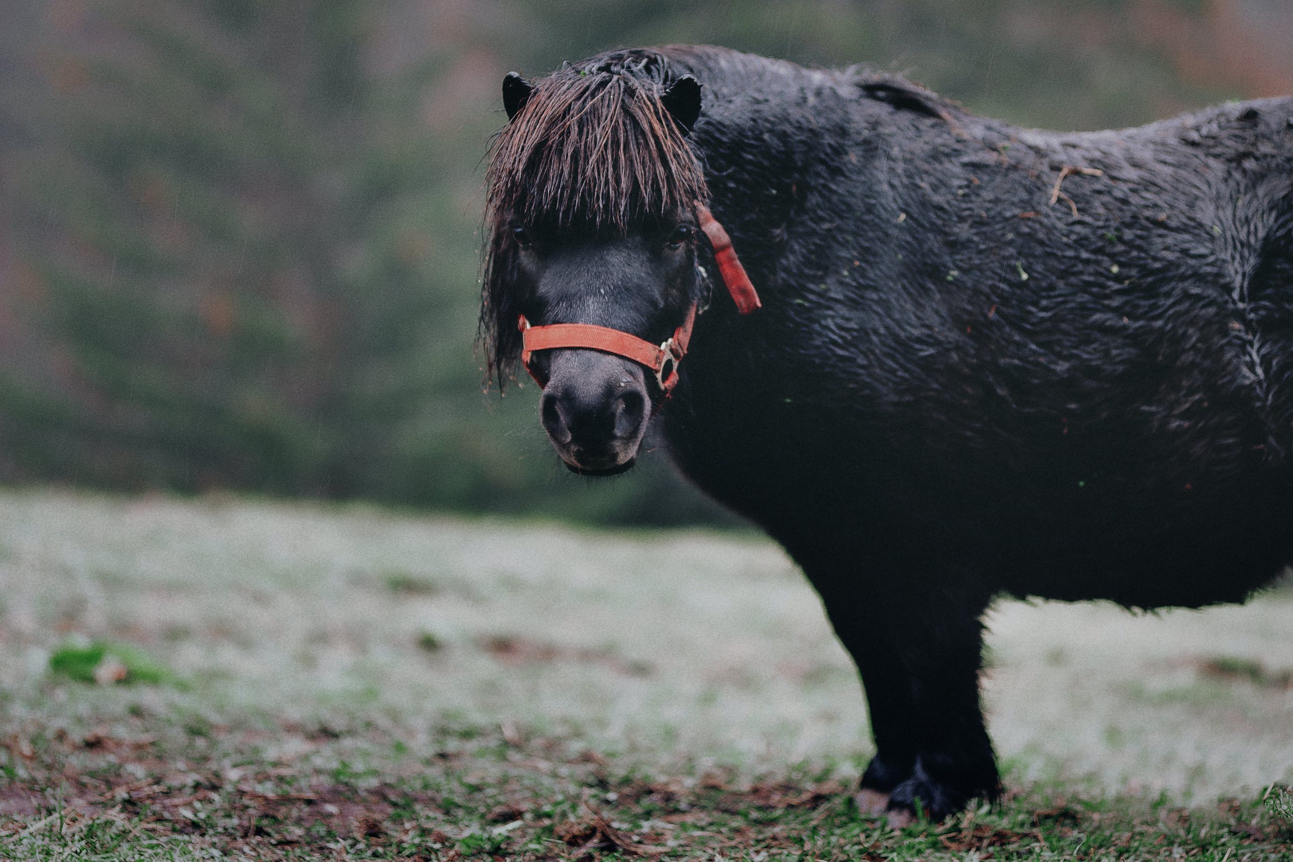 How Much Does A Horse Weigh? Ultimate Guide Todays Equine