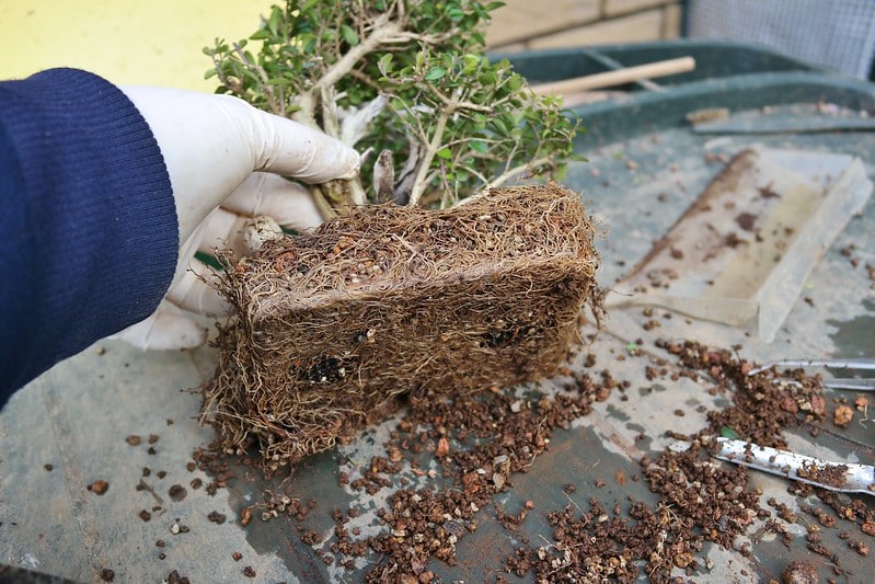 Get Rid of Fungus Gnats In Houseplants (6 Simple Methods!)