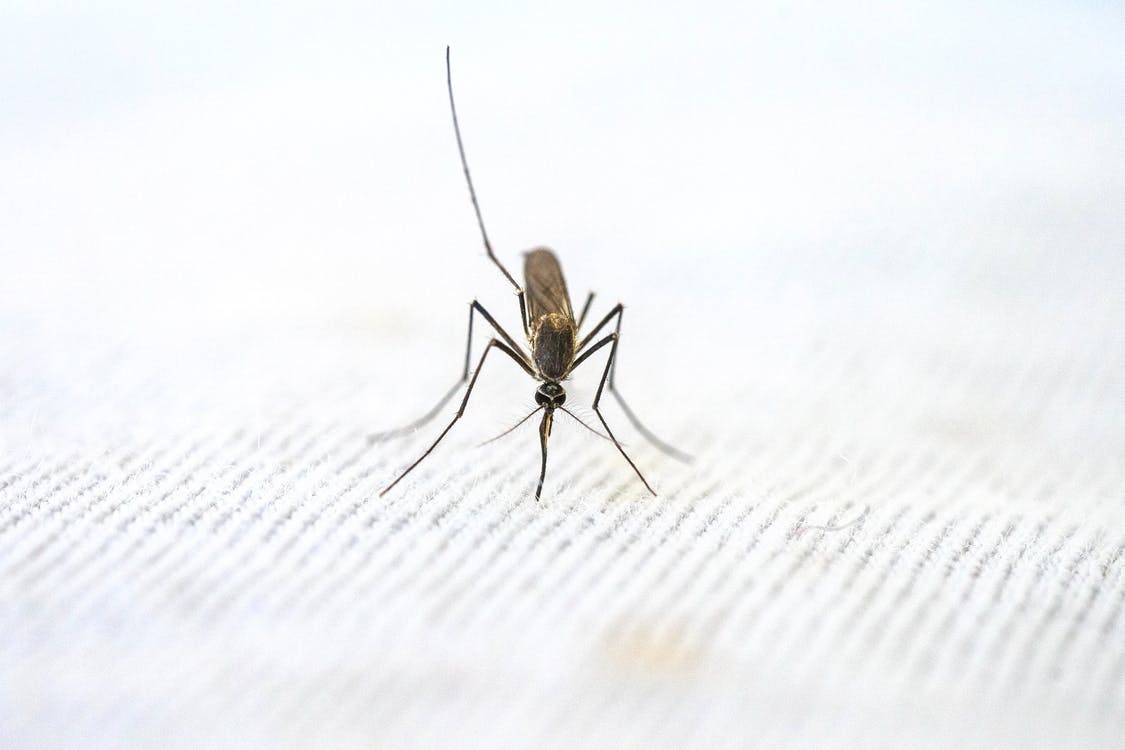 How to Get Rid of Mosquitoes Under Your Deck (2024) Today's Homeowner