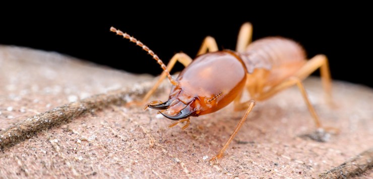 Termite Control in Montomgery County, PA