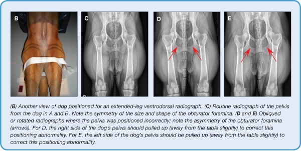 Tiger View Digital X Ray Digital Photos and Descriptions