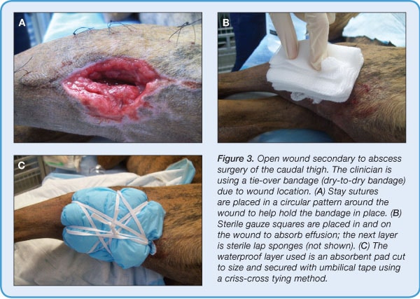 Principles of Wound Care & Bandaging Techniques Today's Veterinary