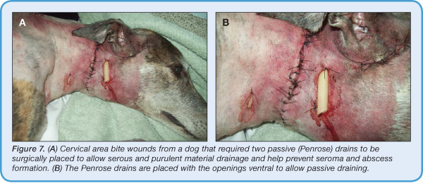 Principles of Wound Care & Bandaging Techniques Today's Veterinary
