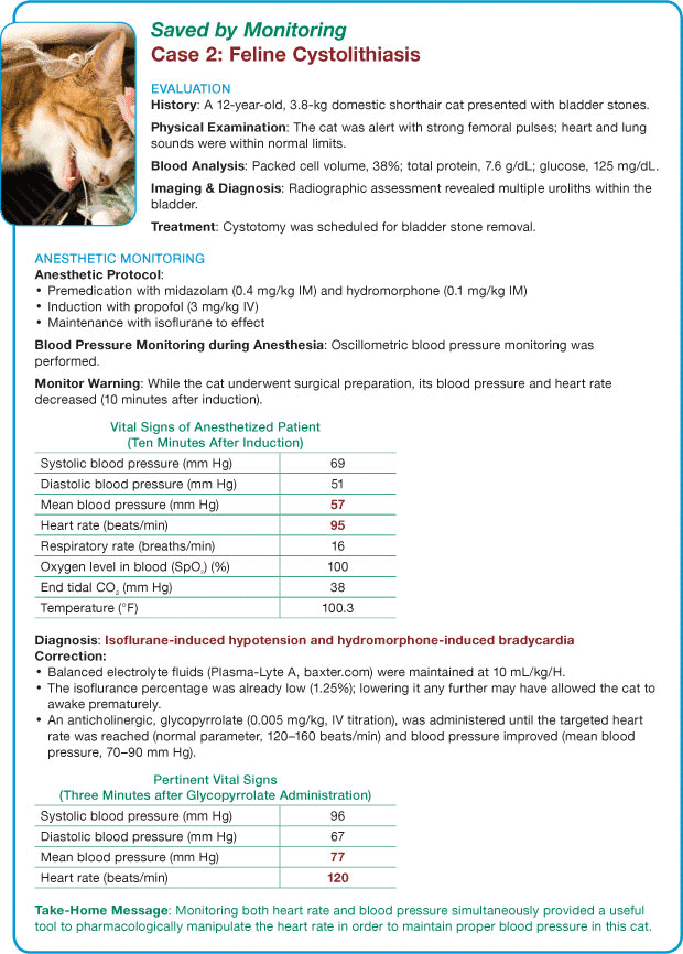 Dog And Cat Vitals