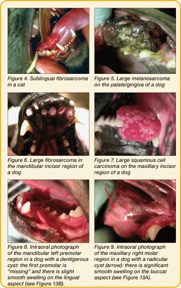 Introduction To Oral Neoplasia In The Dog & Cat | Today's Veterinary Practice