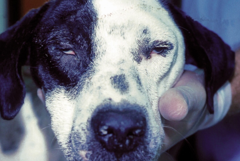 Nursing Care & Triage for Head Trauma Patients Today's Veterinary