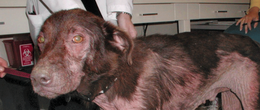 What Is New in the Diagnosis and Management of Canine Atopic Dermatitis