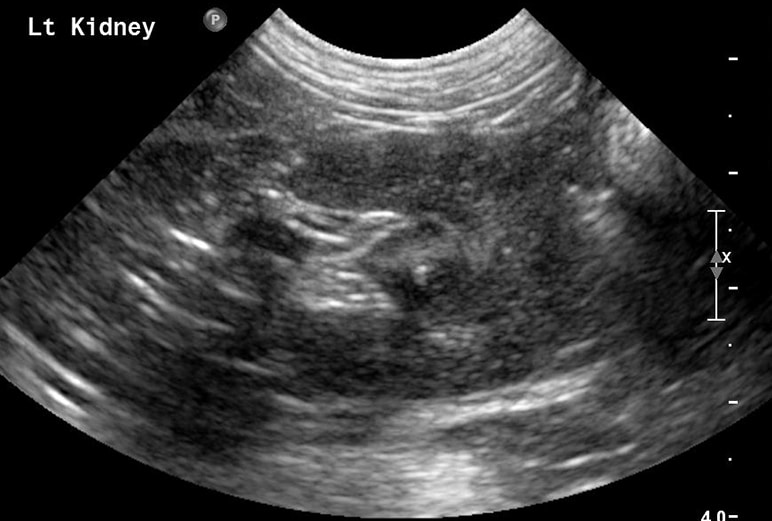 Small Animal Abdominal Ultrasonography, Part 1 A Tour of the Abdomen Today's Veterinary Practice