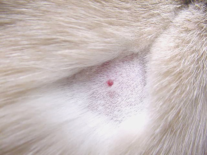 Cytology Common Neoplastic Skin Lesions in Dogs & Cats